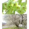 Žaliažiedė sakura - Prunus GYOIKO