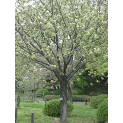 Žaliažiedė sakura - Prunus GYOIKO