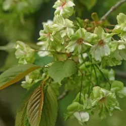 Žaliažiedė sakura - Prunus GYOIKO