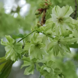 Žaliažiedė sakura - Prunus GYOIKO