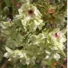 Žaliažiedė sakura - Prunus GYOIKO