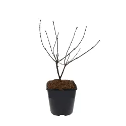 Valgomasis sausmedis - Lonicera caerulea BLUE VELVET