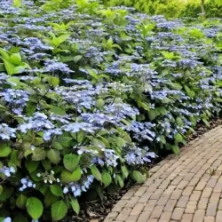Krūminė hortenzija - Hydrangea serrata MAGIC PILLOW