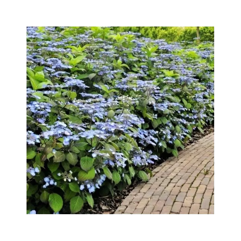 Krūminė hortenzija - Hydrangea serrata MAGIC PILLOW