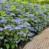 Krūminė hortenzija - Hydrangea serrata MAGIC PILLOW