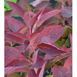 Krūminė hortenzija - Hydrangea serrata MAGIC PILLOW