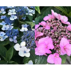 Krūminė hortenzija - Hydrangea serrata MAGIC PILLOW