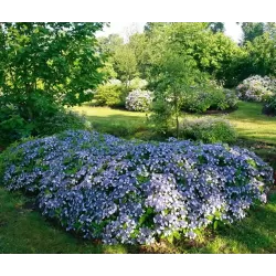 Krūminė hortenzija - Hydrangea serrata MAGIC PILLOW