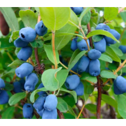 Valgomasis sausmedis - Lonicera caerulea BLUE VELVET