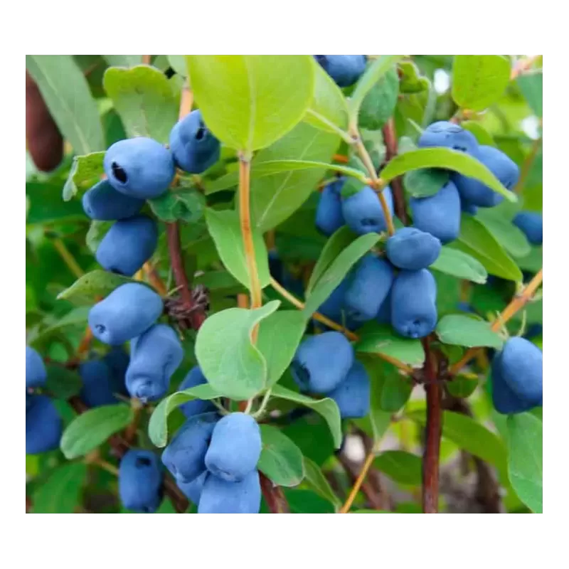 Valgomasis sausmedis - Lonicera caerulea BLUE VELVET