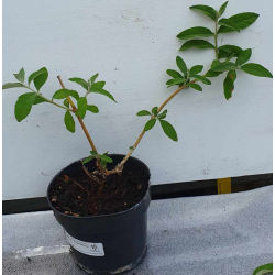 Davido budlėja - Buddleja davidii FLOWER POWER