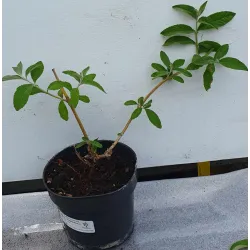 Davido budlėja - Buddleja davidii FLOWER POWER