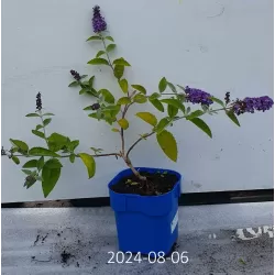 Buddleja davidii FREE PETITE BLUE HEAVEN
