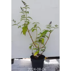 Buddleja BICOLOR