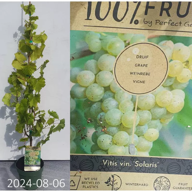 Vitis SOLARIS