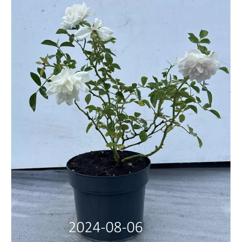 Rožių krūmai internetu su pristatymu į namus