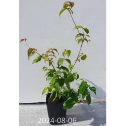 Japoninė sedula - Cornus kousa PEVE SATOMI COMPACT