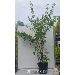 Japoninė sedula - Cornus kousa WIETINGS SELECT