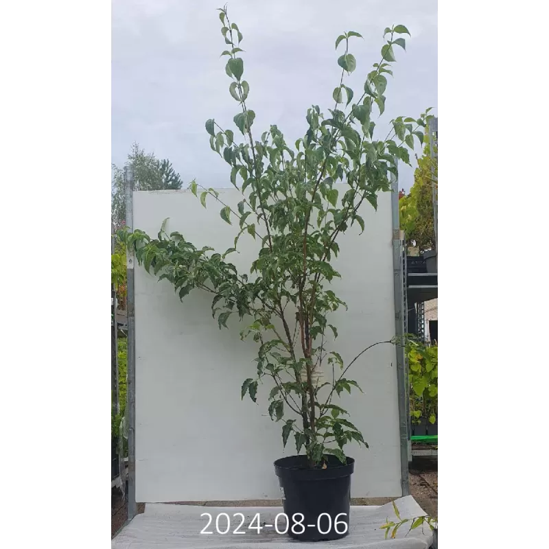 Japoninė sedula - Cornus kousa WIETINGS SELECT