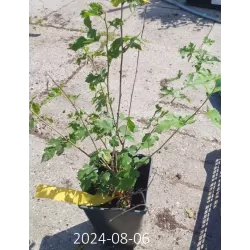 Mulberry - Morus acidosa MULLE