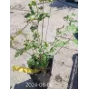 Mulberry - Morus acidosa MULLE