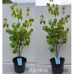 Dogwood - Cornus kousa SCHMETTERLING