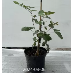 Carob - Ceratonia siliqua