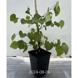 Apskritalapis cercis (Judo medis) - Cercis siliquastrum