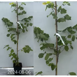 Užsisakyk augalus pavasariui jau dabar