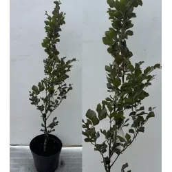 Paprastasis bukas internetu į namus Vitaflora.lt