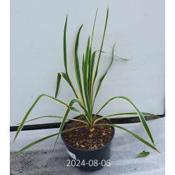 Pluoštinė juka - Yucca filamentosa Color Guard