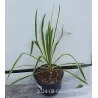 Pluoštinė juka - Yucca filamentosa Color Guard