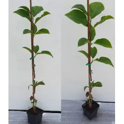 Magnolija - Magnolia SHIRAZZ