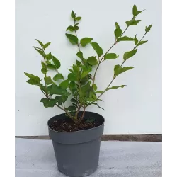 Vitaflora - augalai su pristatymu į namus