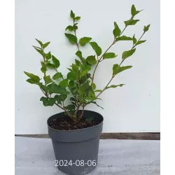Alyvos - Syringa JOSEE