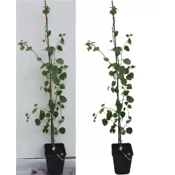 Užsisakyk augalus pavasariui jau dabar