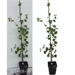 Užsisakyk augalus pavasariui jau dabar