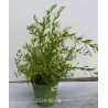 Spiraea cinerea GREFSHEIM