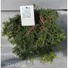 Paprastasis kadagys - Juniperus communis LEMON CARPET