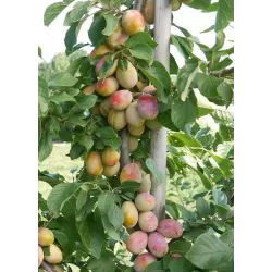 Koloninės slyvos-abrikoso hibridas - Prunus mirabelle x armeniaca APRIMIRA