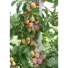 Koloninės slyvos-abrikoso hibridas - Prunus mirabelle x armeniaca APRIMIRA