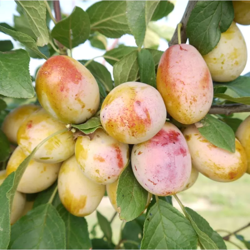 Koloninės slyvos-abrikoso hibridas - Prunus mirabelle x armeniaca APRIMIRA