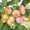 Koloninės slyvos-abrikoso hibridas - Prunus mirabelle x armeniaca APRIMIRA
