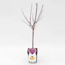 Koloninės slyvos-abrikoso hibridas - Prunus mirabelle x armeniaca APRIMIRA