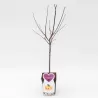 Koloninės slyvos-abrikoso hibridas - Prunus mirabelle x armeniaca APRIMIRA