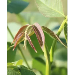 Graikinis riešutmedis - Juglans regia ROBERT LIVERMORE
