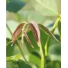 Graikinis riešutmedis - Juglans regia ROBERT LIVERMORE