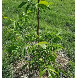 Juglans regia ROBERT LIVERMORE