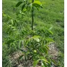 Graikinis riešutmedis - Juglans regia ROBERT LIVERMORE