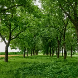 Juglans regia ROBERT LIVERMORE